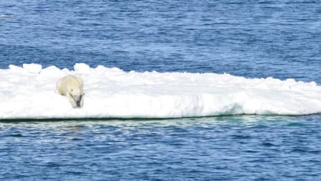 "Klimaforandringer handler ikke om at redde pandaer og isbjørne – det handler om at redde investorerne"