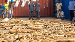 Container med 1.026 stødtænder er fundet i Cambodia