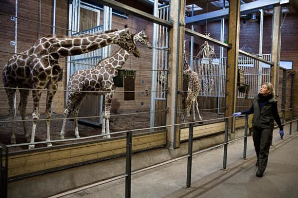Københavns Zoo poster millioner i stor restaurantsatsning